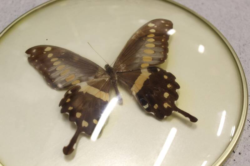 Vintage butterfly in frame