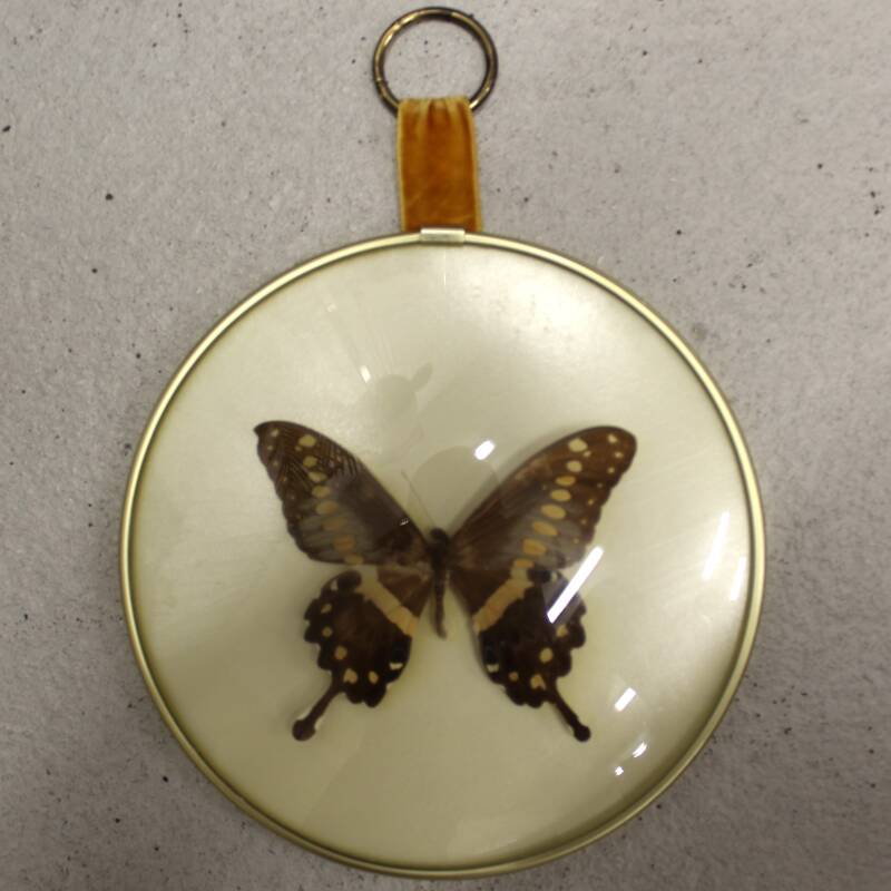 Vintage butterfly in frame