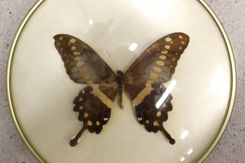 Vintage butterfly in frame