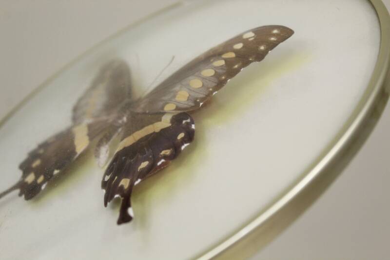 Vintage butterfly in frame