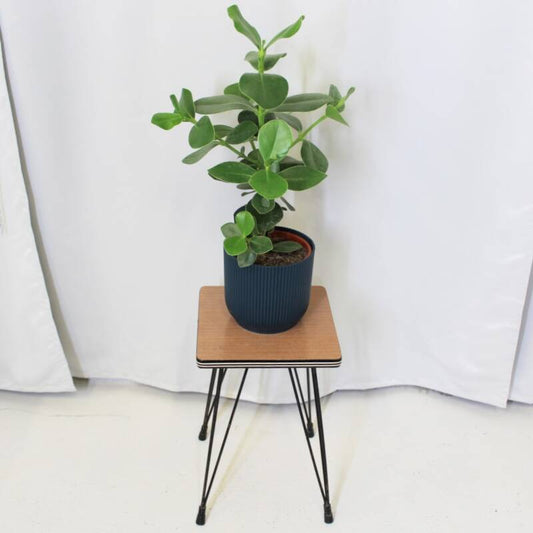 Vintage plant table, side table