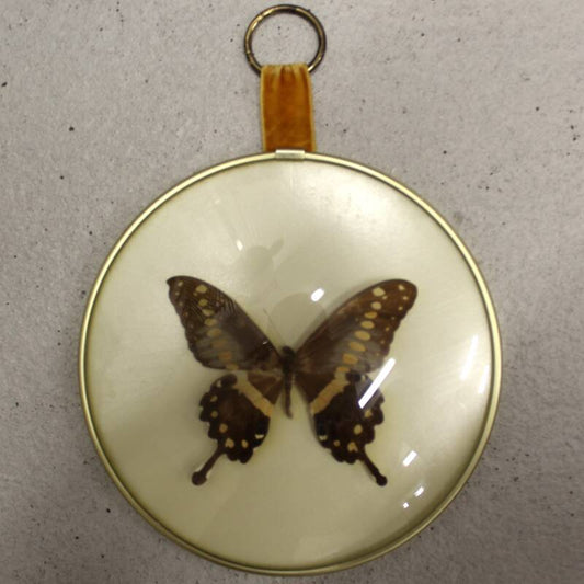 Vintage butterfly in frame
